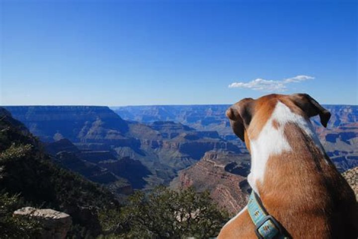 10 Most Dog-Friendly National Parks