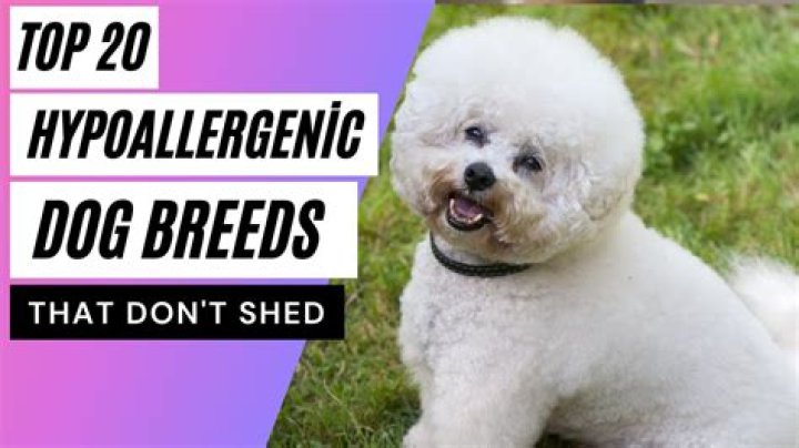 23 Non-Shedding Dogs for a Hypoallergenic Household — Best Life