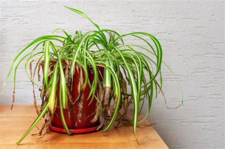 Hydrogen Peroxide Can Help Drooping Plants — Best Life