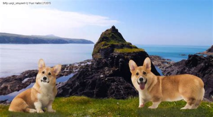 Ken The Corgi - Bio, Age, Wiki, Facts and Family