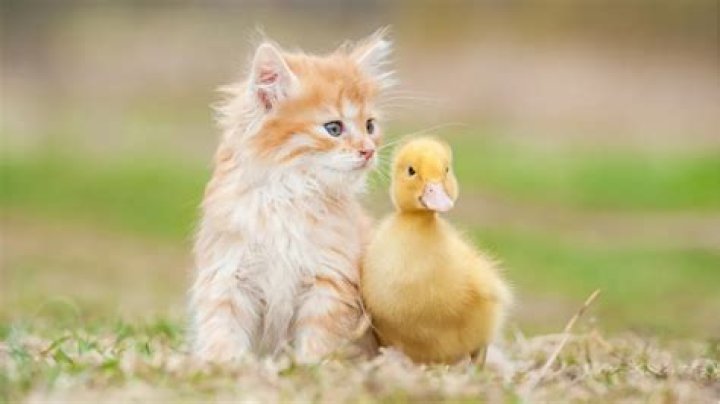 These 23 Unlikely Animal Friendships Will Melt Your Heart