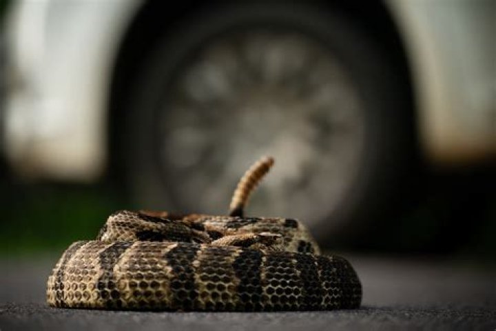 Woman Finds Rattlesnake Living in Her Car for 2 Weeks—Where It Was Hiding